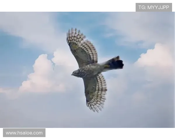 10万猛禽穿越千万人口都市 “鹰飞之城”如何让世界看见重庆的生态浪漫？